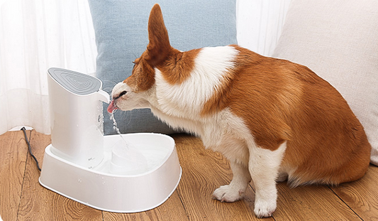 Smart Pet Dog/Cat Water Fountain